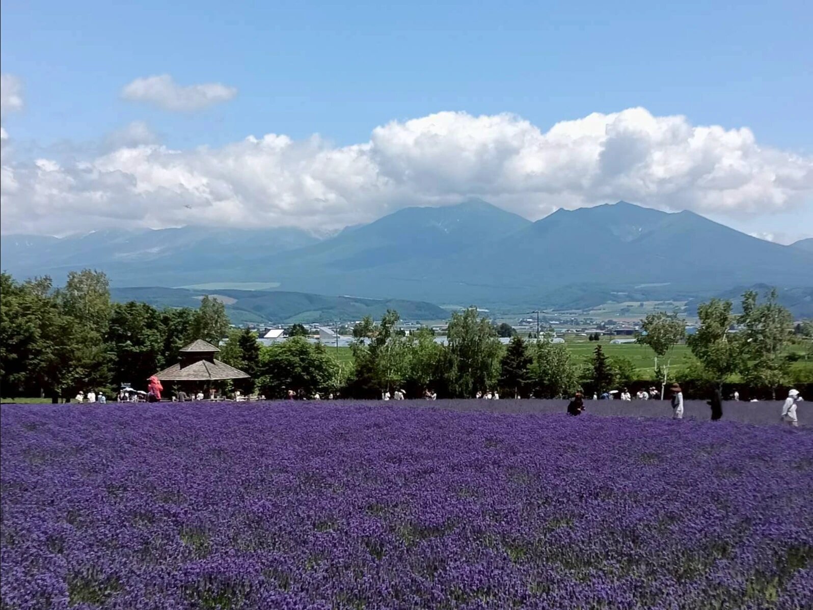 十勝岳連峰を望むラベンダー畑